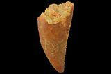 Serrated, Raptor Tooth - Real Dinosaur Tooth #179532-1
